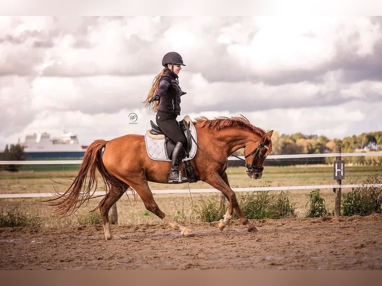 Arabian horses Gelding 9 years 14,2 hh Chestnut-Red in Ossendrecht