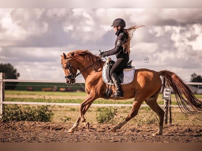 Arabian horses Gelding 9 years 14,2 hh Chestnut-Red in Ossendrecht