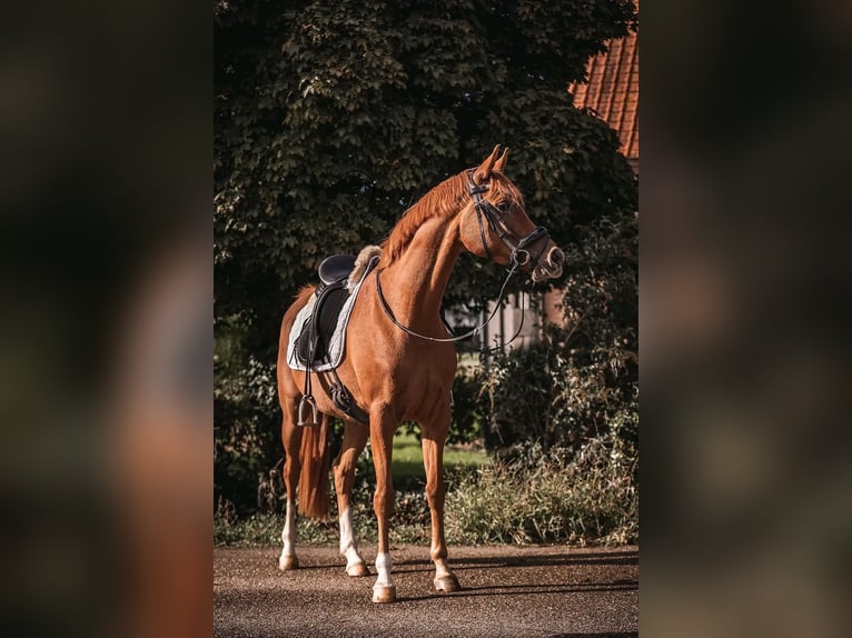 Arabian horses Gelding 9 years 14,2 hh Chestnut-Red in Ossendrecht
