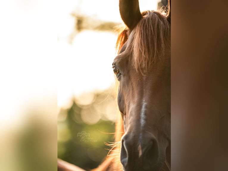 Arabian horses Gelding 9 years 14,2 hh Chestnut-Red in Ossendrecht
