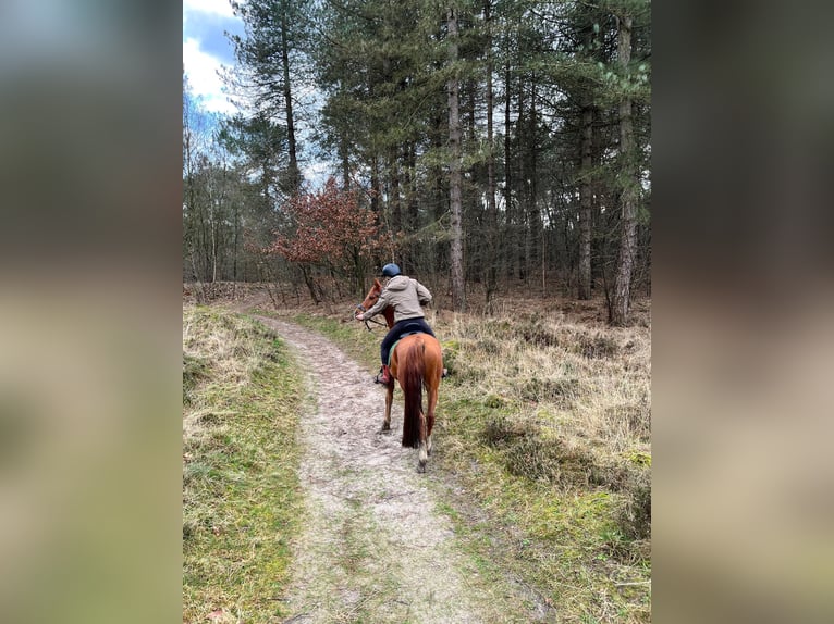 Arabian horses Gelding 9 years 14,2 hh Chestnut-Red in Ossendrecht