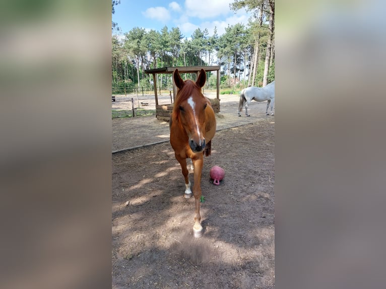 Arabian horses Gelding 9 years 14,2 hh Chestnut-Red in Ossendrecht
