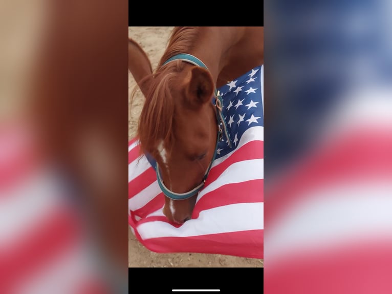 Arabian horses Gelding 9 years 14,2 hh Chestnut-Red in Ossendrecht