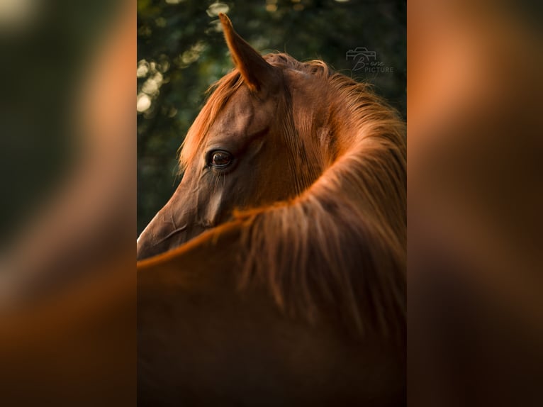 Arabian horses Gelding 9 years 14,2 hh Chestnut-Red in Ossendrecht