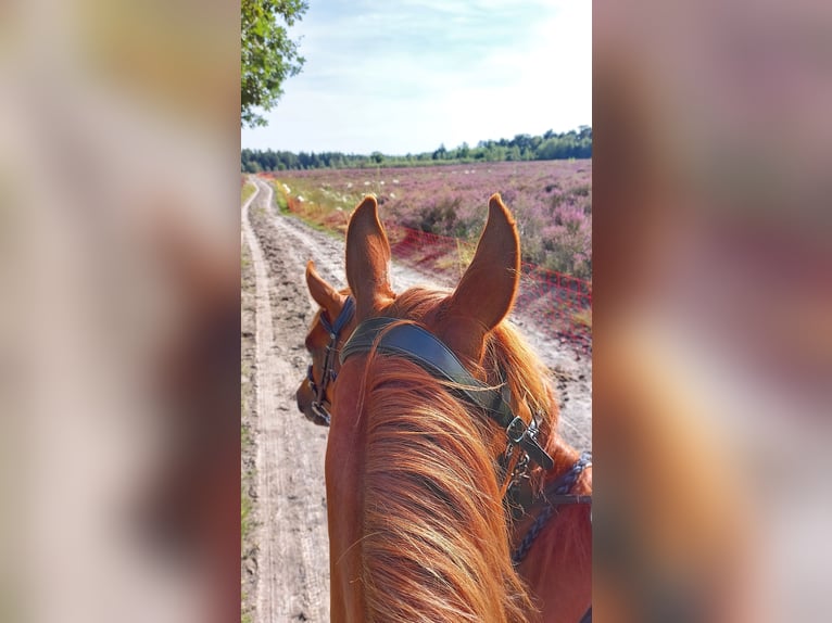 Arabian horses Gelding 9 years 14,2 hh Chestnut-Red in Ossendrecht
