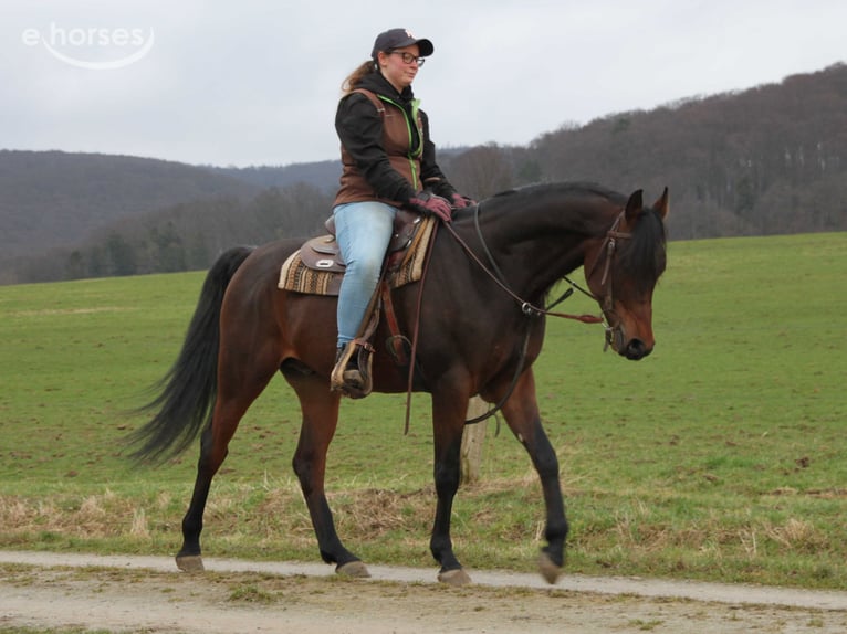Arabian horses Gelding 9 years 15.1 hh Bay-Dark in Herzberg am Harz