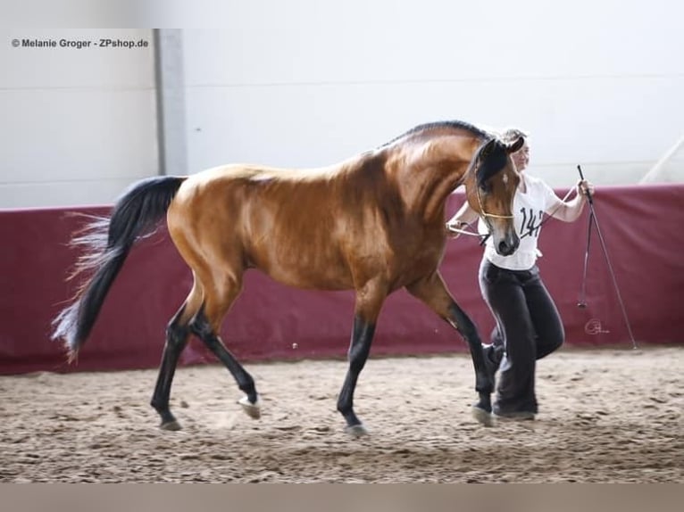Arabian horses Gelding 9 years 15,1 hh Brown in Schneverdingen