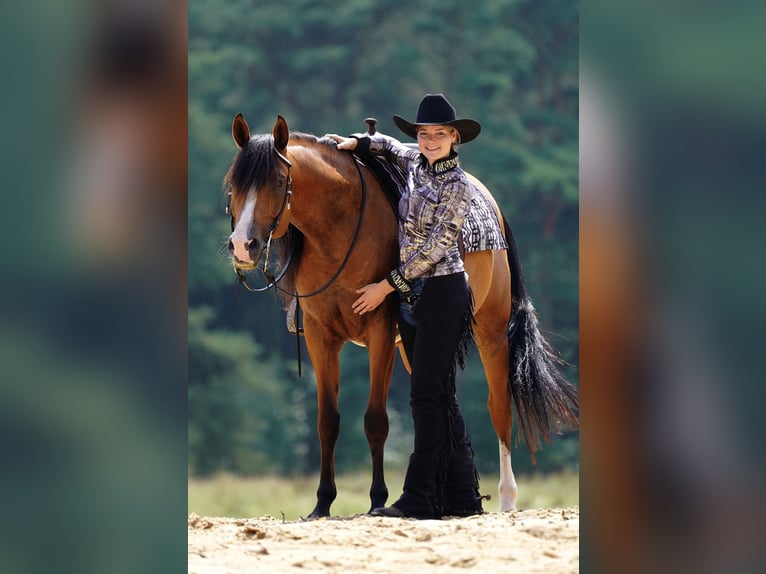 Arabian horses Gelding 9 years 15.1 hh Brown in Zuidveld