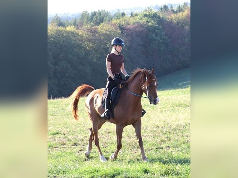 Arabian horses Gelding 9 years 15.1 hh Chestnut-Red in Freiamt