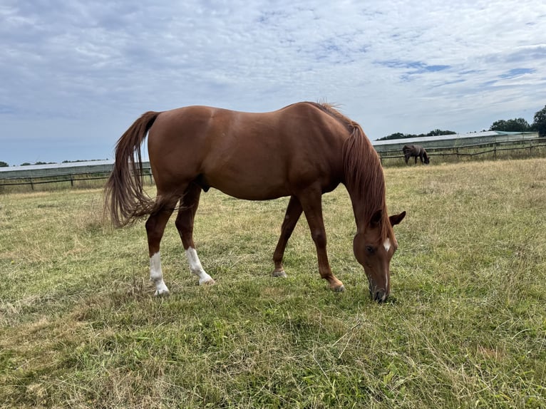 Arabian horses Gelding 9 years 15.1 hh Chestnut-Red in Bomlitz