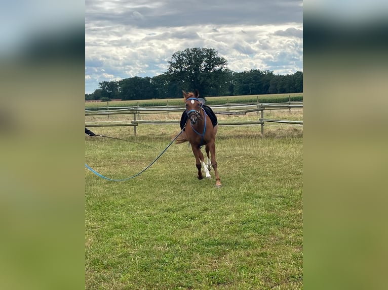 Arabian horses Gelding 9 years 15.1 hh Chestnut-Red in Bomlitz