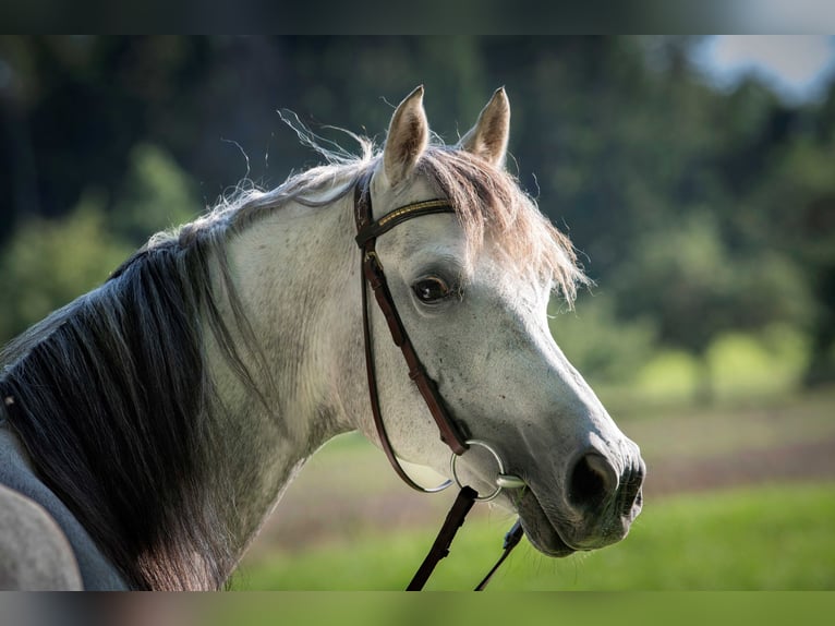Arabian horses Gelding 9 years 15,1 hh Gray-Dapple in Dagersheim