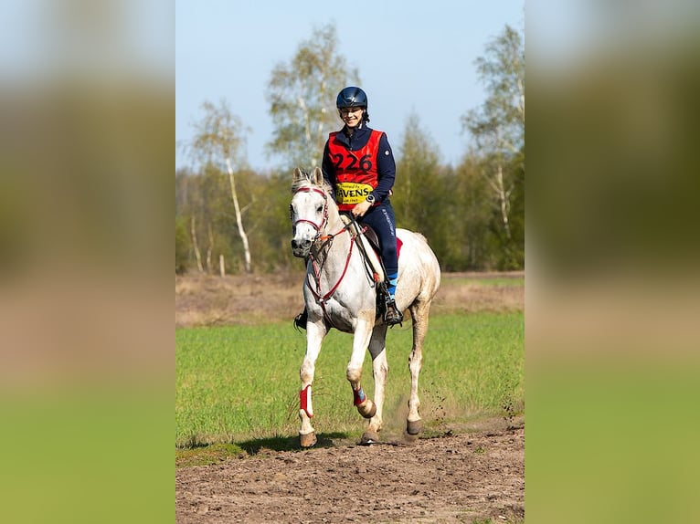 Arabian horses Gelding 15,1 Südlohn years 9 Gray-Fleabitten in hh