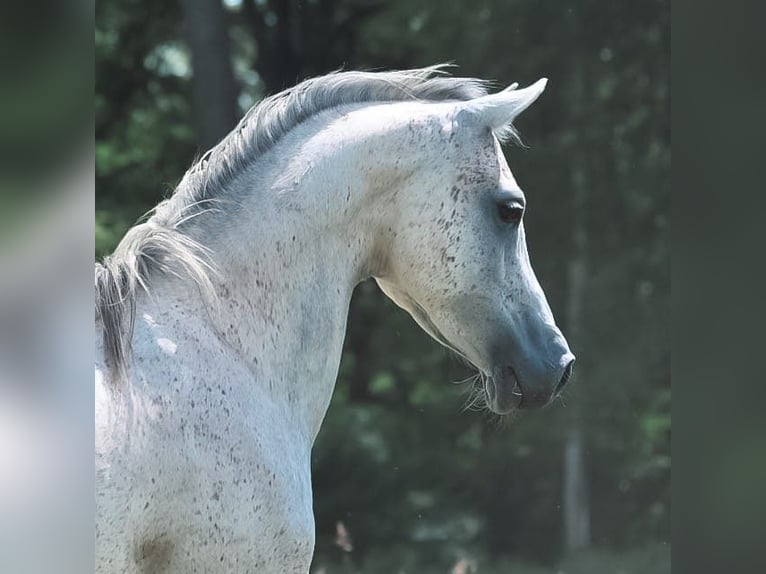 Arabian horses Gelding 9 years 15.1 hh Grey in Bridel