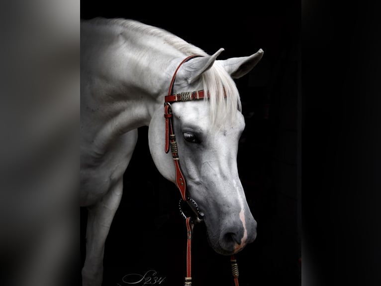 Arabian horses Gelding 9 years 15.2 hh Grey in Fraunberg