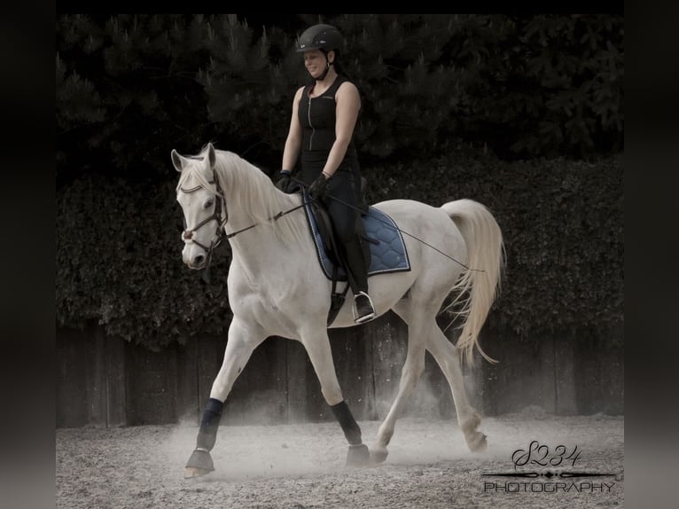 Arabian horses Gelding 9 years 15.2 hh Grey in Fraunberg