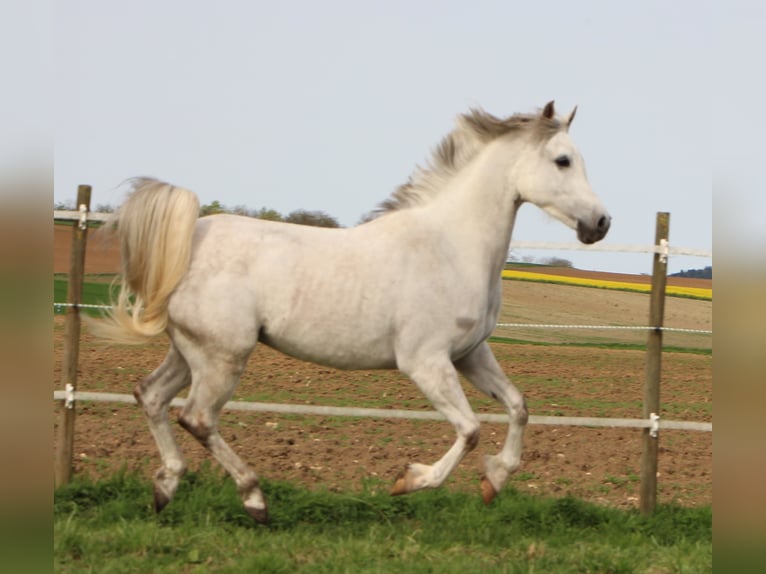 Arabian horses Gelding 9 years 15 hh Gray in Kehl