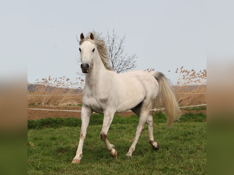 Arabian horses Gelding 9 years 15 hh Gray in Kehl