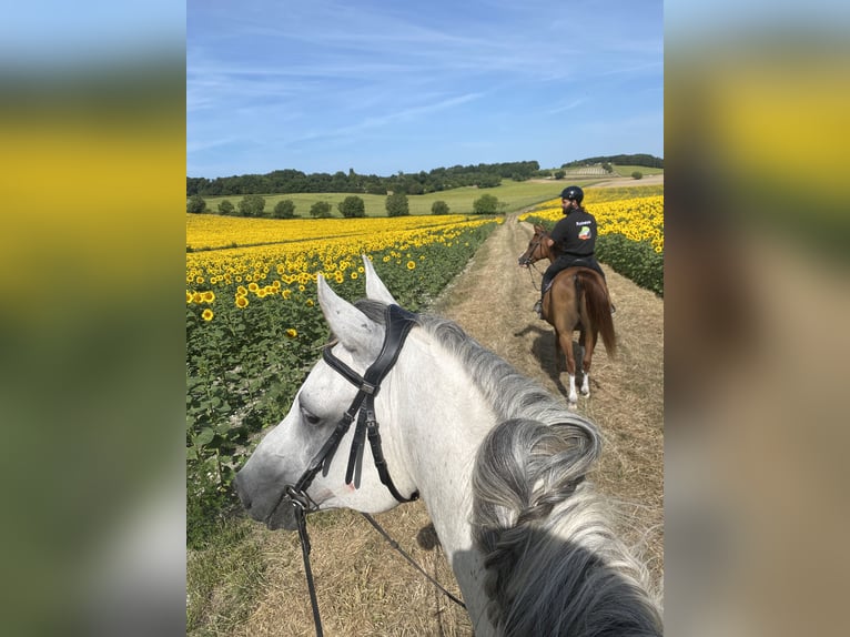 Arabian horses Gelding 9 years 15 hh Grey in Vibrac