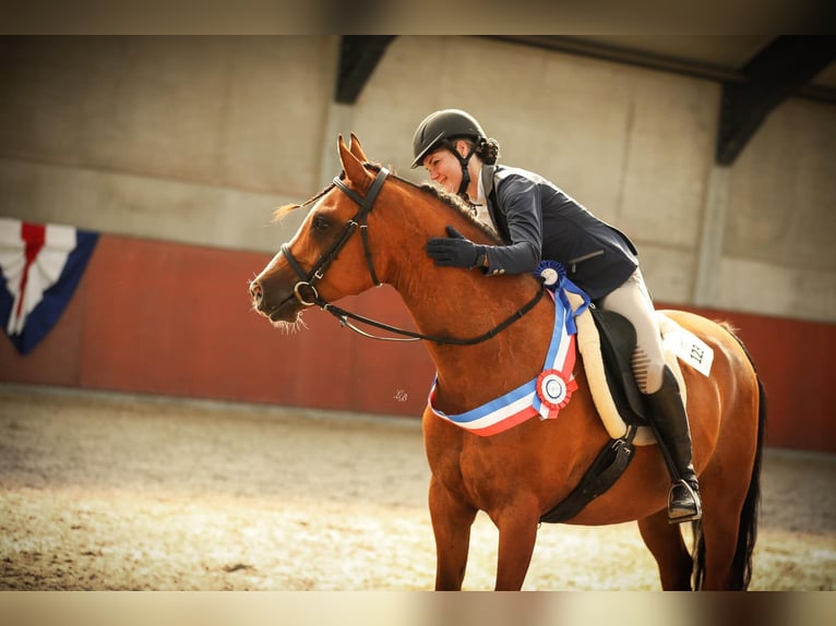 Arabian horses Gelding 9 years 15,1 hh Brown in Zuidveld