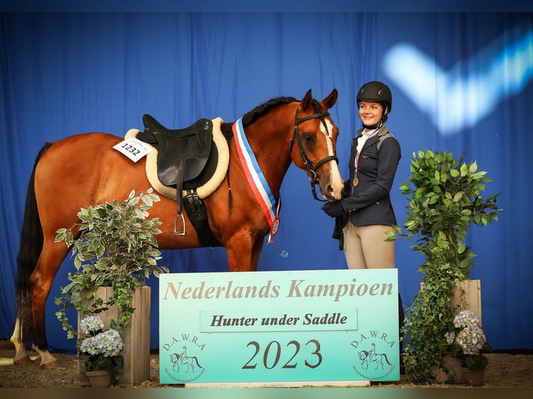 Arabian horses Gelding 9 years 15,1 hh Brown in Zuidveld