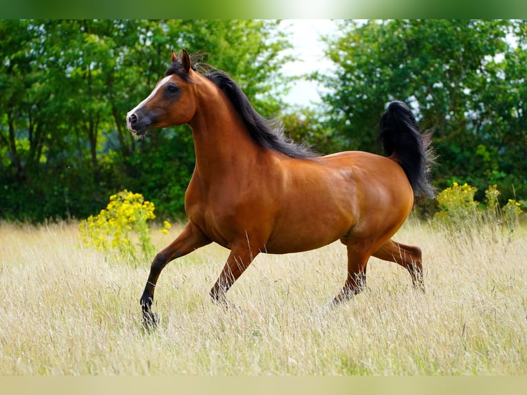 Arabian horses Gelding 9 years 15,1 hh Brown in Zuidveld