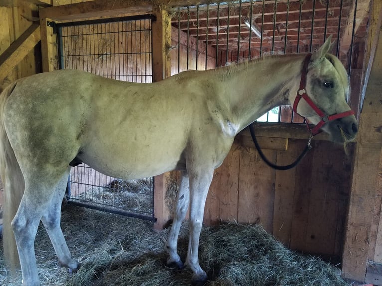Arabian horses Gelding 9 years 15,2 hh Grey in Hauzenberg