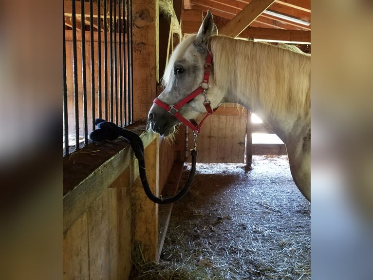 Arabian horses Gelding 9 years 15,2 hh Grey in Hauzenberg
