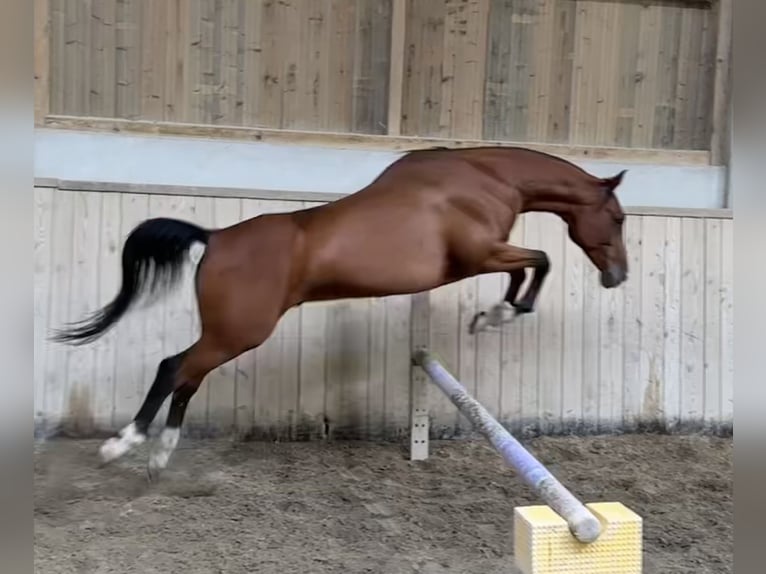 Arabian horses Gelding 9 years 16 hh Bay in Penthaz