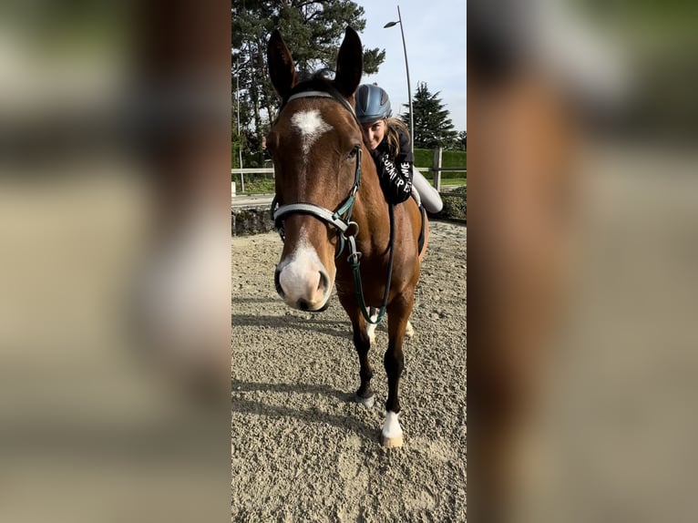 Arabian horses Gelding 9 years 16 hh Bay in Penthaz