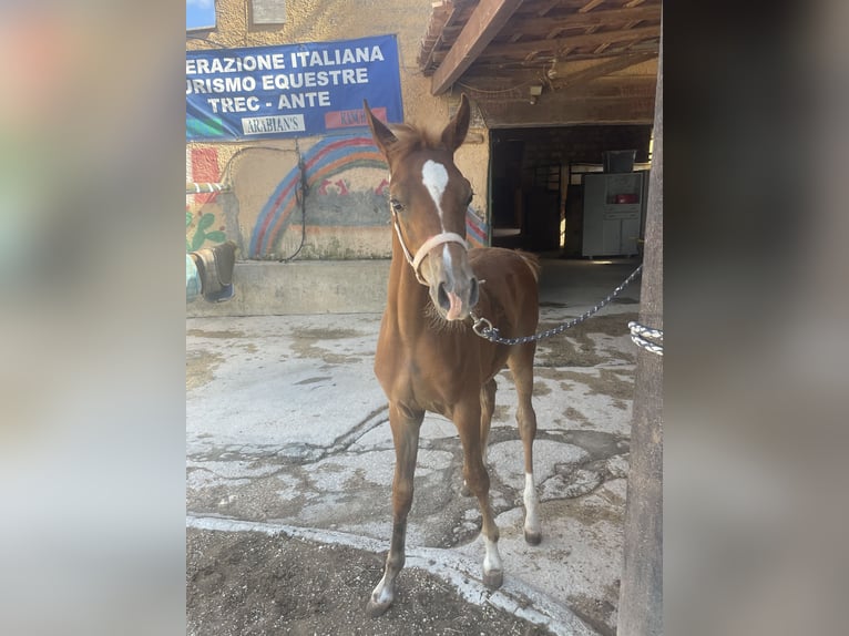 Arabian horses Gelding Foal (02/2024) 8,3 hh Chestnut-Red in Partanna