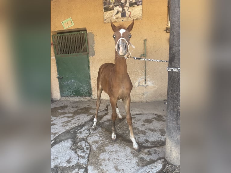 Arabian horses Gelding Foal (02/2024) 8,3 hh Chestnut-Red in Partanna