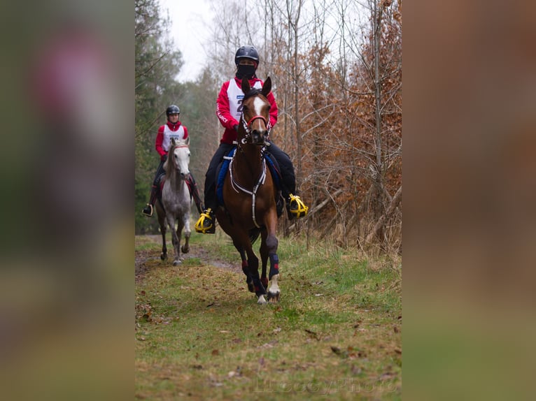 Arabian horses Mare 10 years 14,2 hh Bay in Zábřeh