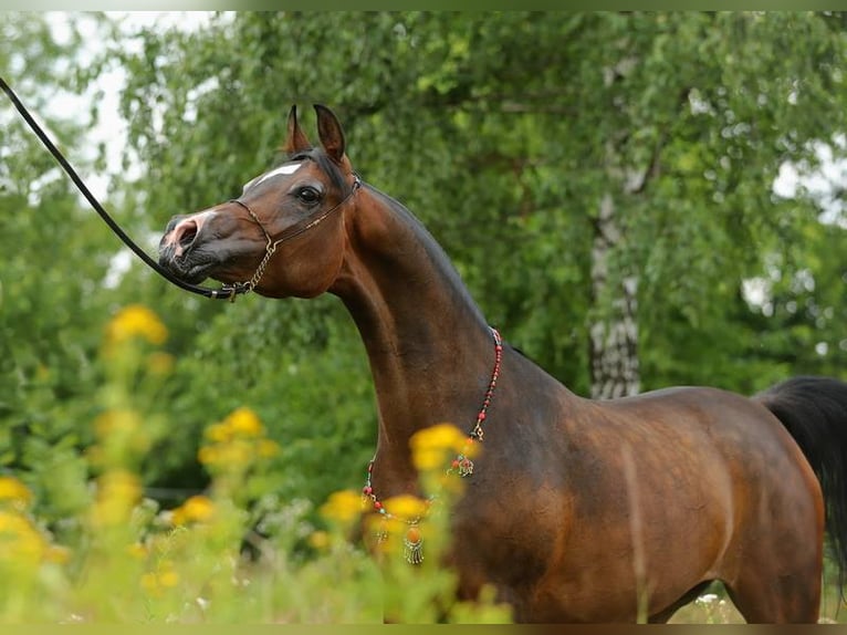 Arabian horses Mare 10 years 14,2 hh Bay-Dark in Lodz