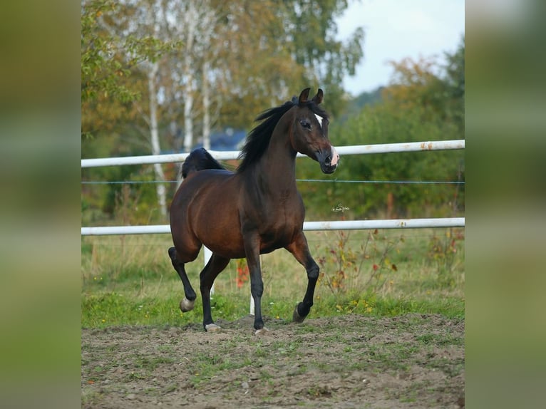 Arabian horses Mare 10 years 14,2 hh Bay-Dark in Lodz