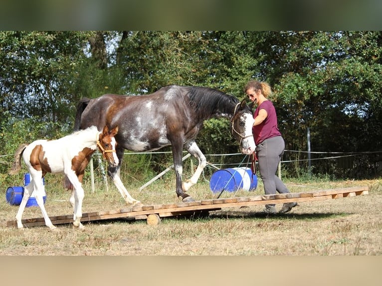 Arabian horses Mare 10 years 14,2 hh Black in GOVEN