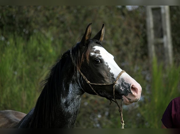 Arabian horses Mare 10 years 14,2 hh Black in GOVEN