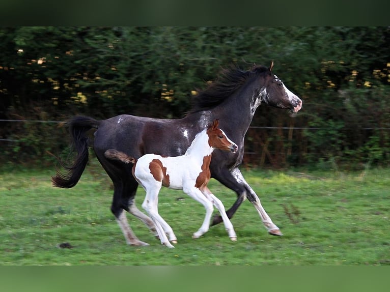 Arabian horses Mare 10 years 14,2 hh Black in GOVEN