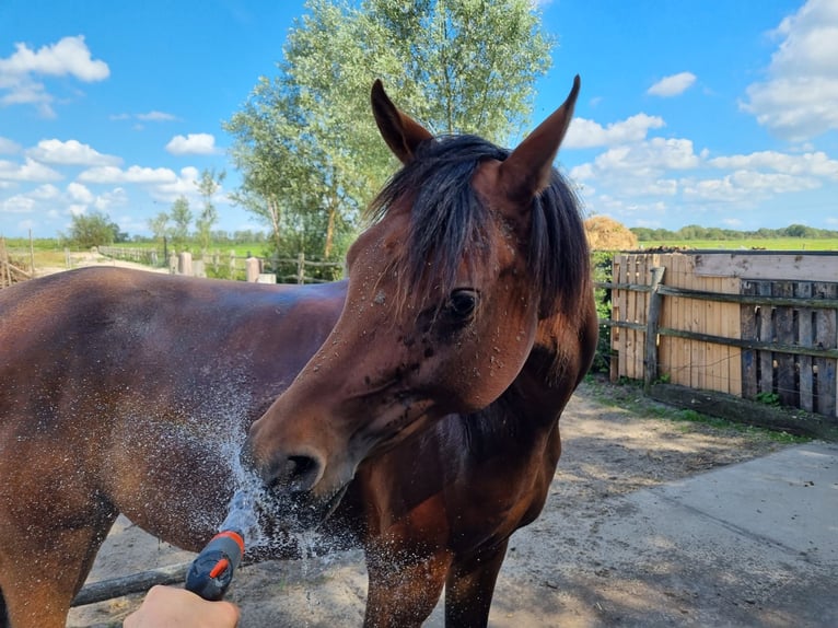 Arabian horses Mare 10 years 14.2 hh Brown in Zuid-Scharwoude