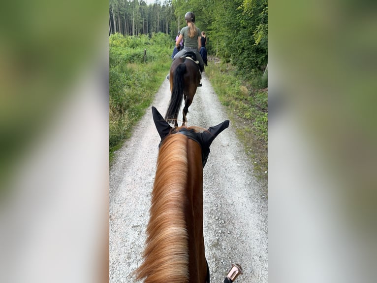 Arabian horses Mare 10 years 14,2 hh Chestnut-Red in Usingen