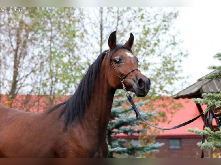 Arabian horses Mare 10 years 14.3 hh Bay in Leśniowice