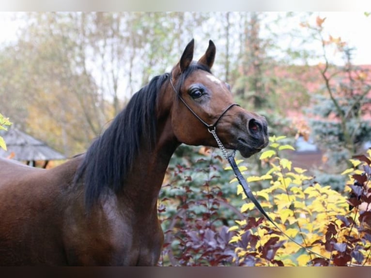Arabian horses Mare 10 years 14.3 hh Bay in Leśniowice