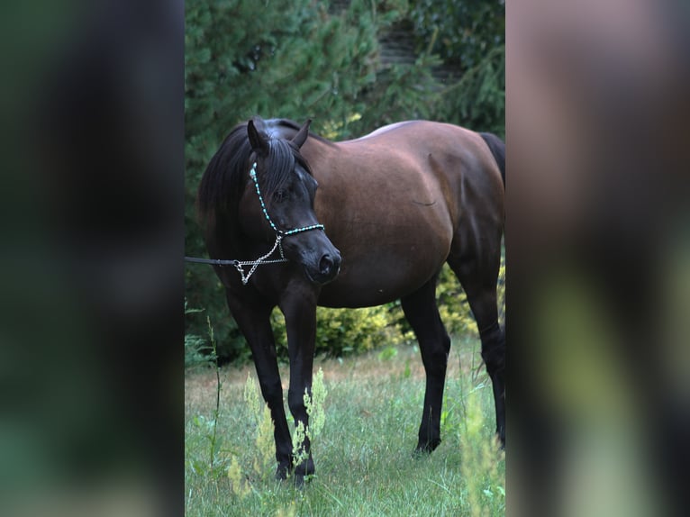 Arabian horses Mare 10 years 14.3 hh Black in Santok