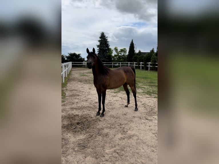 Arabian horses Mare 10 years 14,3 hh Brown in STESZEW