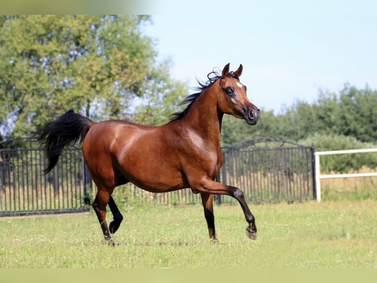 Arabian horses Mare 10 years 14,3 hh Bay in Leśniowice-Kolonia