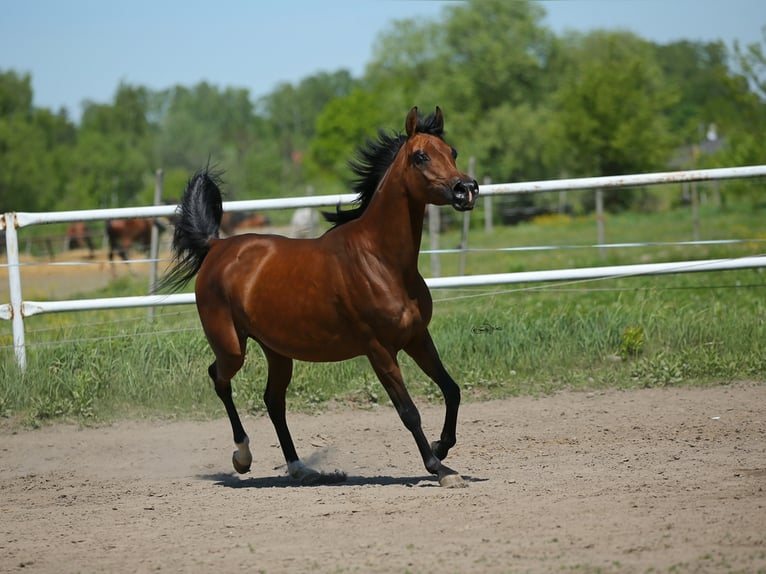 Arabian horses Mare 10 years 14,3 hh in LODZ