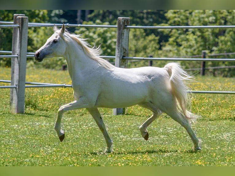 Arabian horses Mare 10 years 14,3 hh Grey in Gomadingen