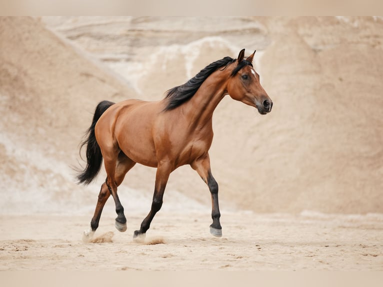 Arabian horses Mare 10 years 15,1 hh Brown in Lüdersdorf