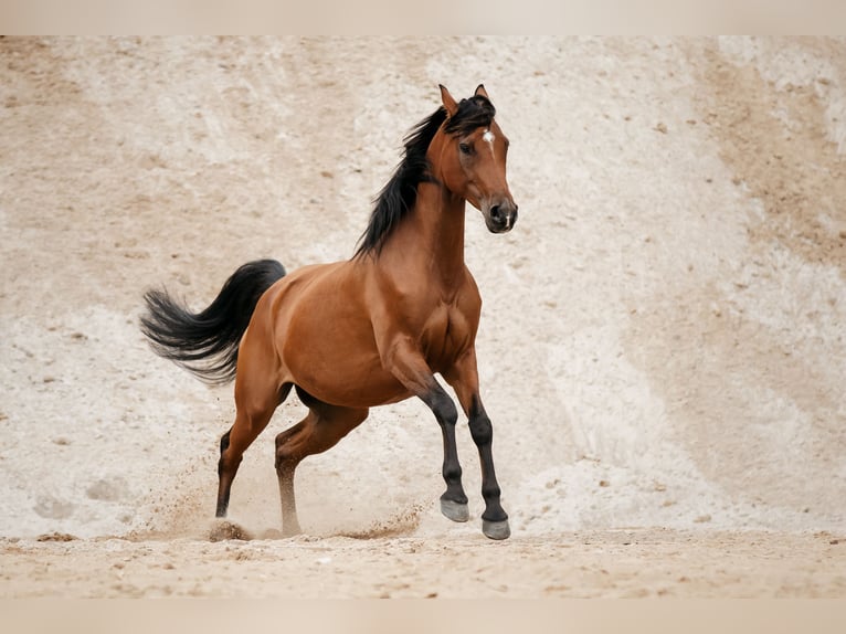 Arabian horses Mare 10 years 15,1 hh Brown in Lüdersdorf