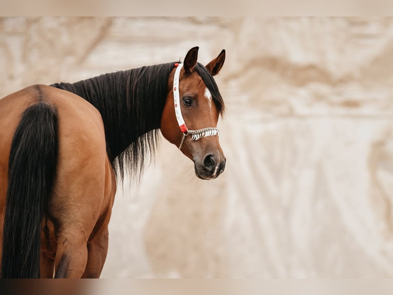 Arabian horses Mare 10 years 15,1 hh Brown in Lüdersdorf